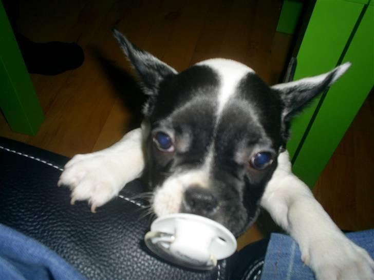 Fransk bulldog Bandi billede 1