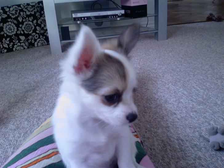 Chihuahua Store Møf - Nala som hvalp billede 11