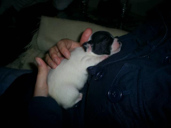 Fransk bulldog Bandi billede 2