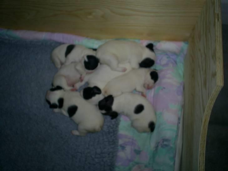 Fransk bulldog Bandi - Bandi og dens 7 søskende. billede 3