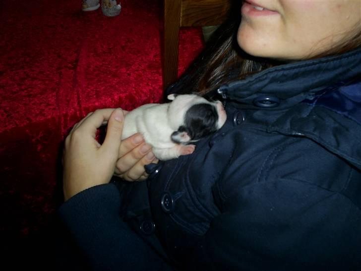 Fransk bulldog Bandi billede 4