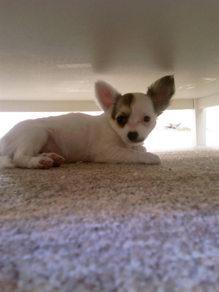 Chihuahua Store Møf - Nala under bordet.. hehe.. billede 12