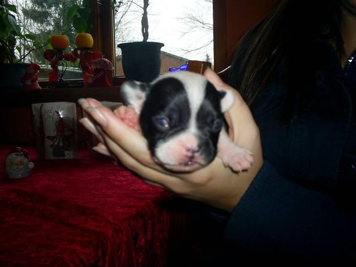 Fransk bulldog Bandi billede 5