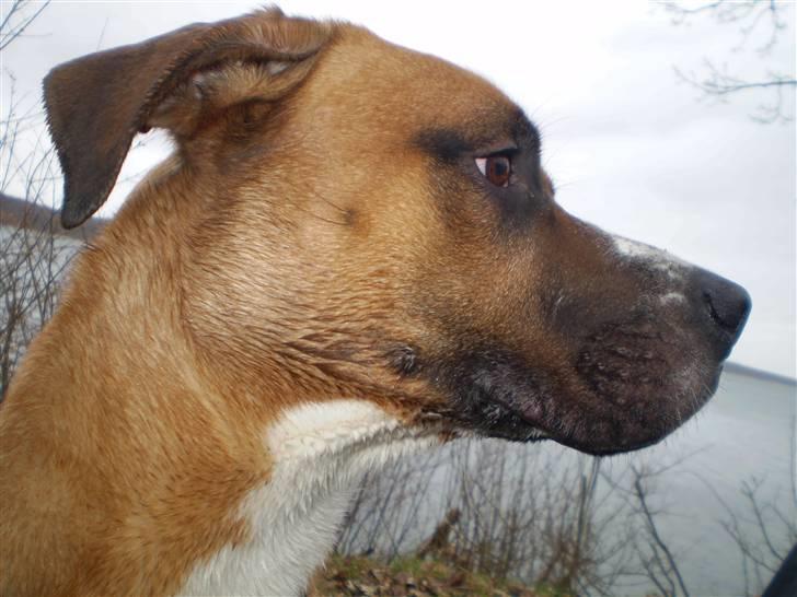 Blanding af racer R.I.P Samson billede 1