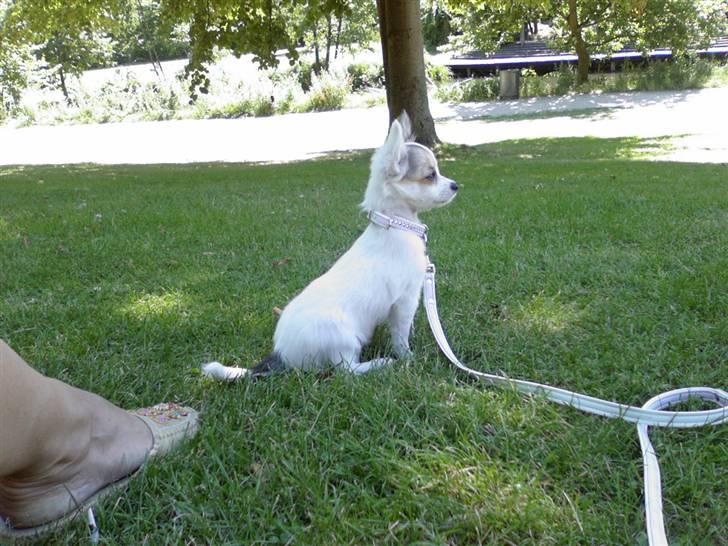 Chihuahua Store Møf - Sidder lige og holder øje med Eventyrhaven.. billede 13