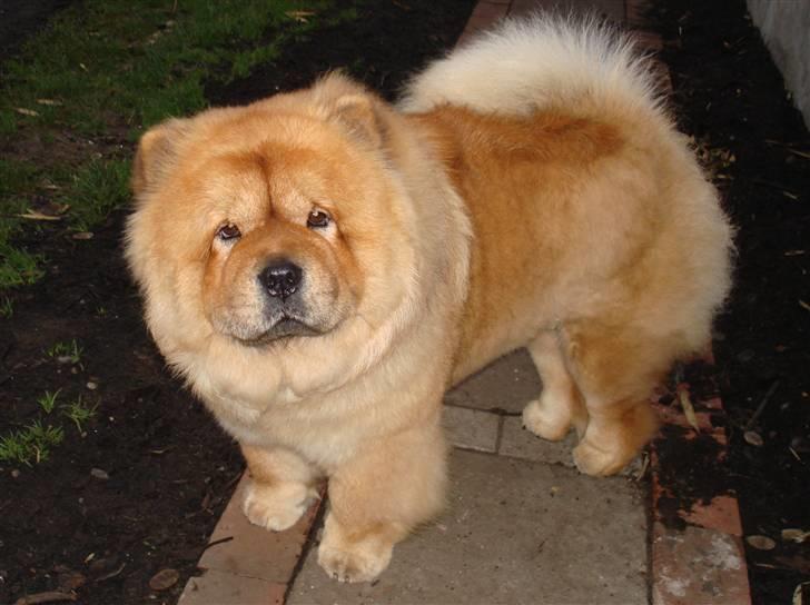 Chow chow Fuh-Thu-chow Inka-Rose billede 2