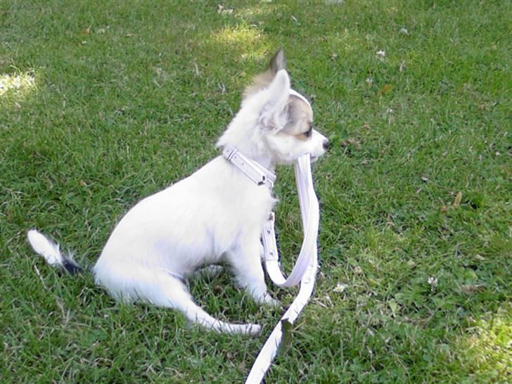 Chihuahua Store Møf - Mums min snor smager godt... billede 14