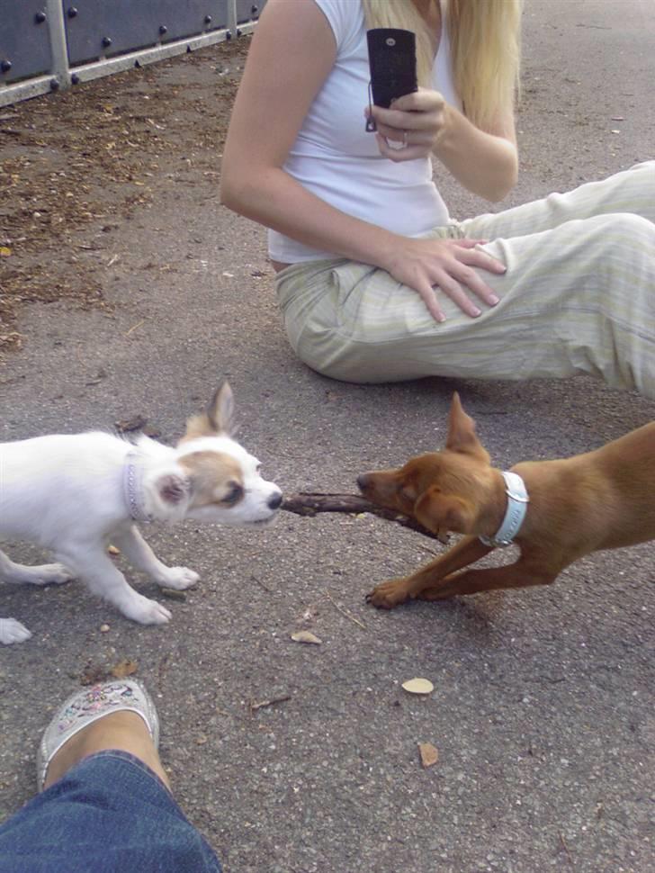 Chihuahua Store Møf - Jeg vinder.. jeg vinder... jeg vinder... billede 16