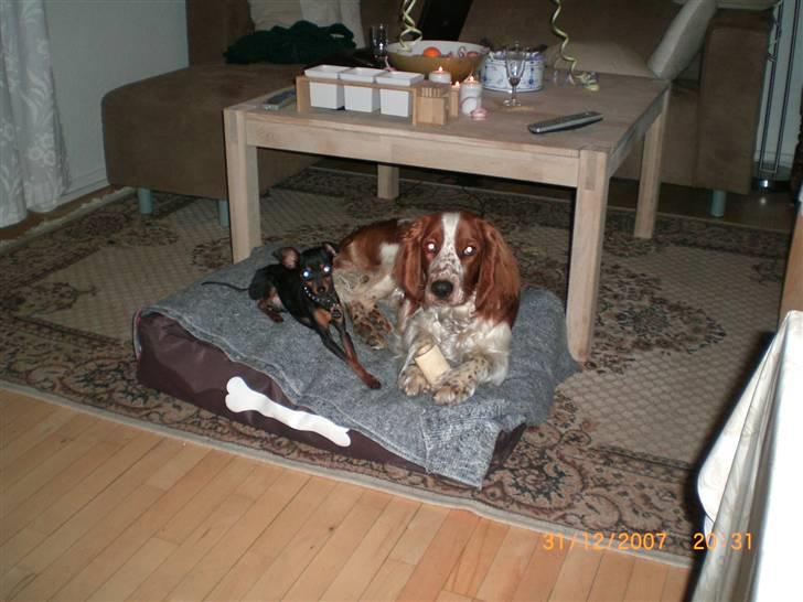 Welsh springer spaniel Simba billede 8