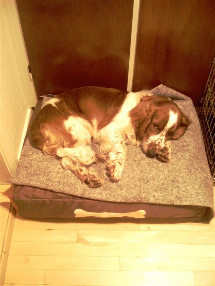 Welsh springer spaniel Simba billede 10