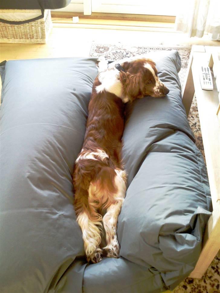 Welsh springer spaniel Simba billede 11