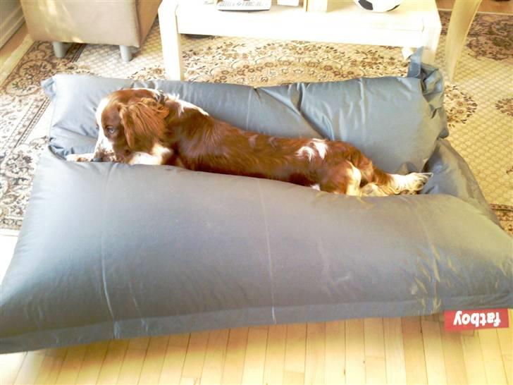 Welsh springer spaniel Simba billede 12