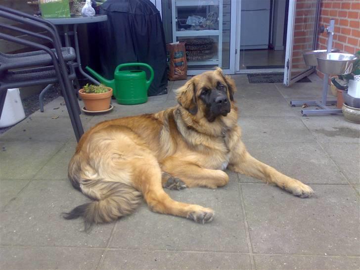 Leonberger Walther *RIP 2018* - Walther nyder sensommeren (September 2007) billede 9