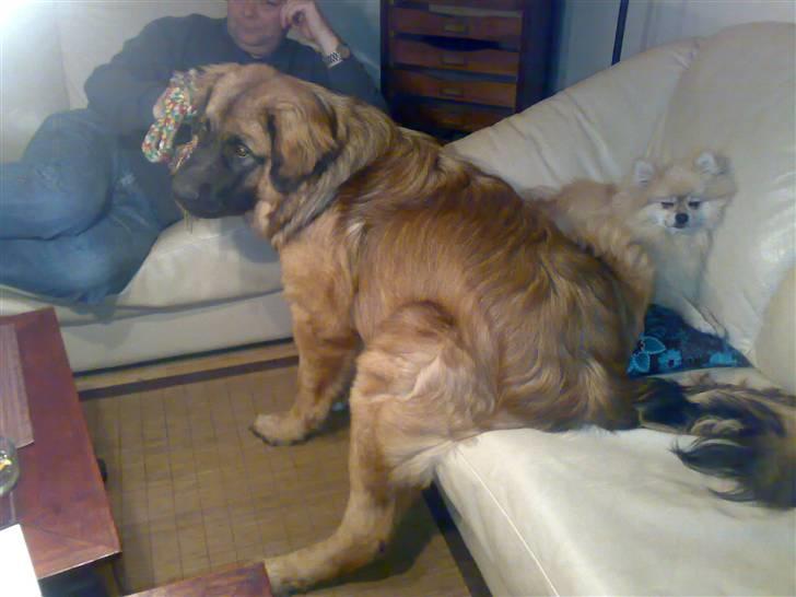 Leonberger Walther *RIP 2018* - Sidder lige og ser Animal planet (Oktober 2007) billede 10