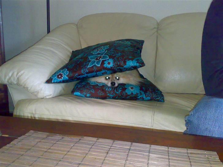 Pomeranian Gismo *R.I.P. 2016* - November 2007 billede 3