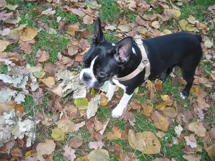 Boston terrier Emma Von H.M. billede 18