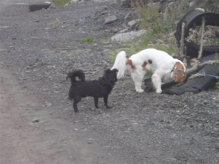 Chihuahua Hektor - Hektor og vores nabos hund Nuggi billede 10