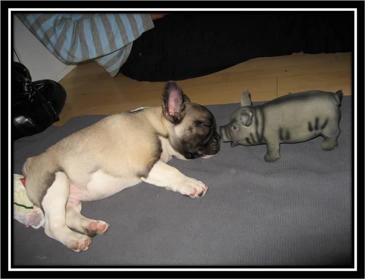 Fransk bulldog Kato *RIP* - Hvem er hvem?:-)  billede 4
