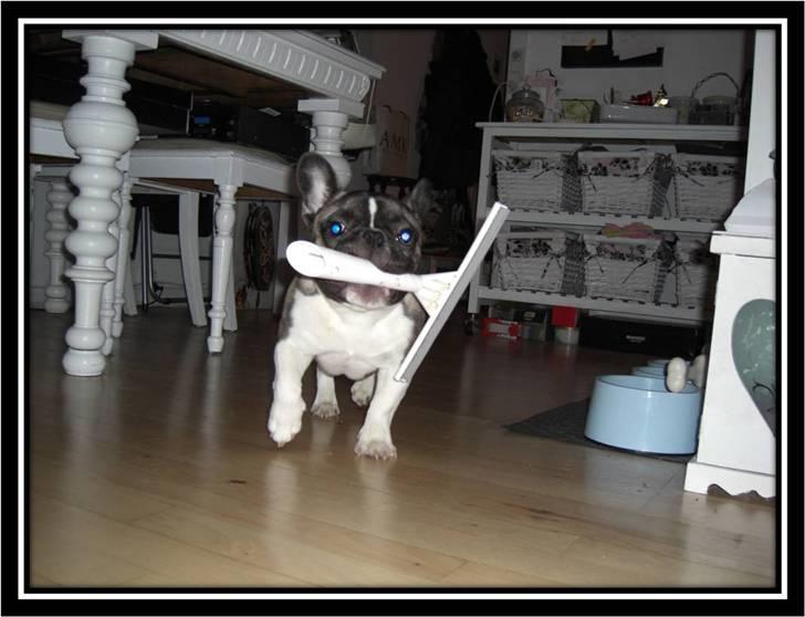 Fransk bulldog Kato *RIP* - Weeeeeeee! billede 6