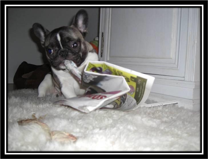 Fransk bulldog Kato *RIP* - Kato "læser" avis billede 7