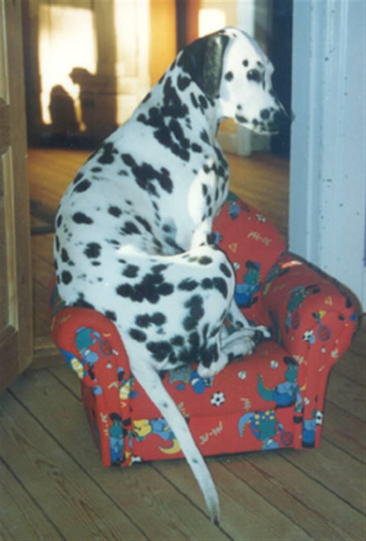 Dalmatiner Bell-A-Mir's Babuska*RIP* - Babuska, 10 mdr. billede 1