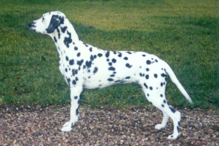 Dalmatiner Bell-A-Mir's Babuska*RIP* - Babuska, 3 år billede 2