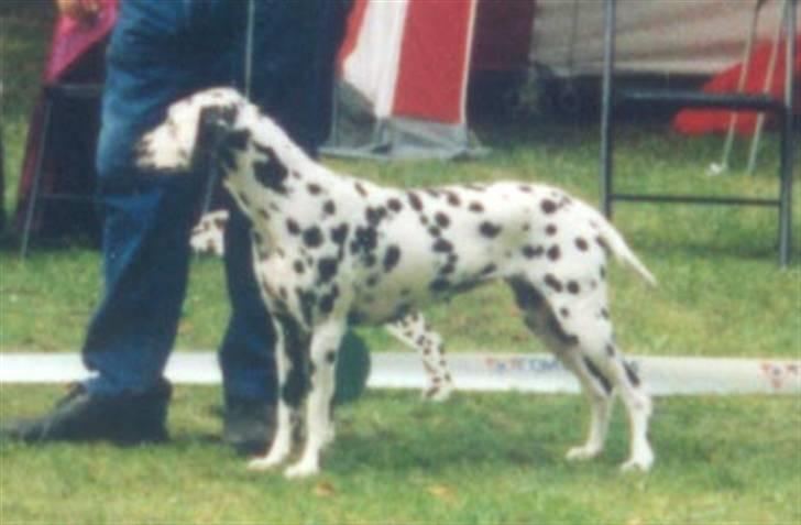 Dalmatiner Bell-A-Mir's Babuska*RIP* - Babuska, 23 mdr. billede 3