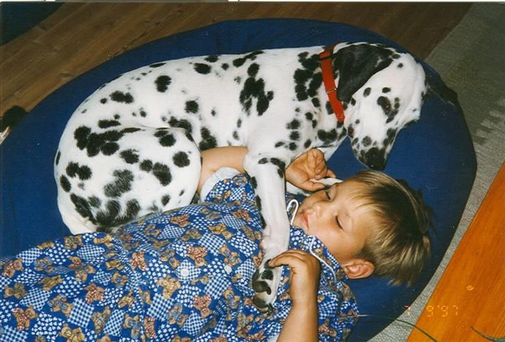 Dalmatiner Bell-A-Mir's Babuska*RIP* billede 6