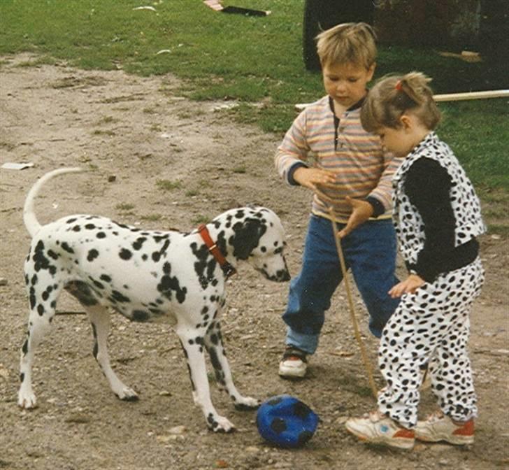 Dalmatiner Bell-A-Mir's Babuska*RIP* billede 7