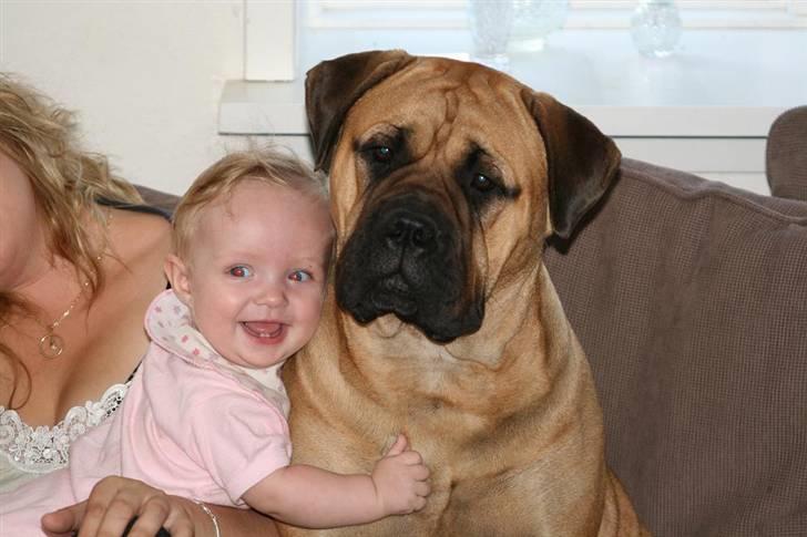 Bullmastiff Luna V.D. Mija Dora R.I.P - Luna som babysitter.......  billede 13