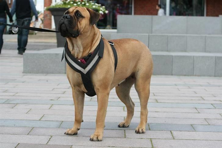 Bullmastiff Luna V.D. Mija Dora R.I.P - Er på strøgtur i vildbjerg..... billede 14