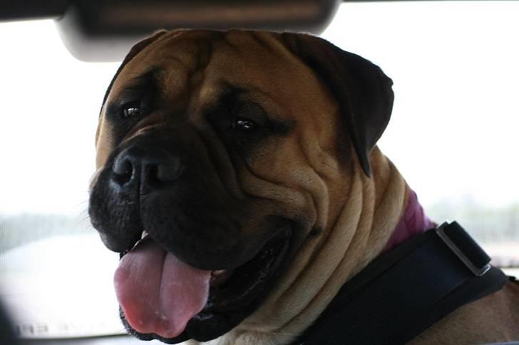 Bullmastiff Luna V.D. Mija Dora R.I.P - 13 september 2008 billede 15