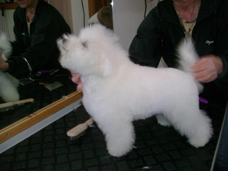 Bichon à poil frisé Lucy stars White Nimbus - flot fyr. billede 11