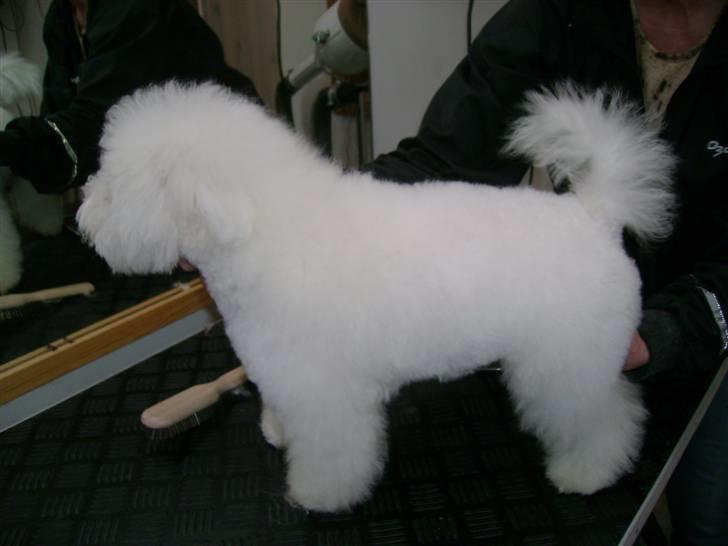 Bichon à poil frisé Lucy stars White Nimbus - det er noget af en forandring. billede 12