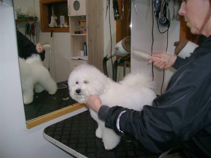 Bichon à poil frisé Lucy stars White Nimbus - Tak for idag! billede 13