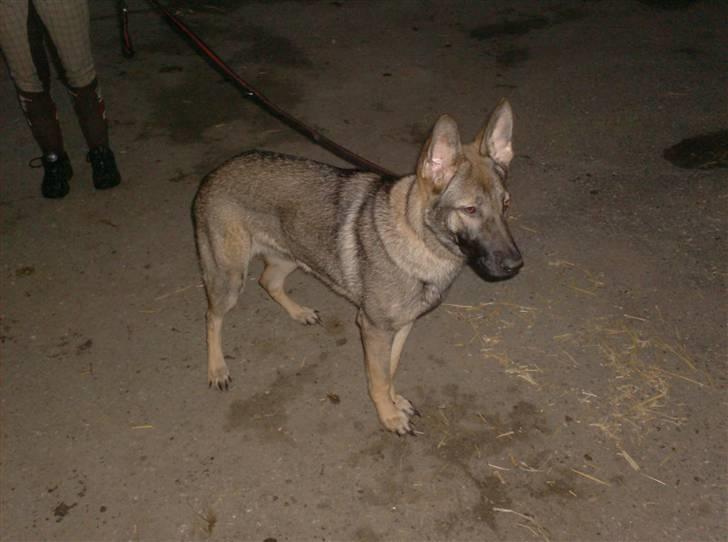 Schæferhund Shannon R.I.P - Shannon er med oppe ved hestene, det er sjovt ;) billede 15