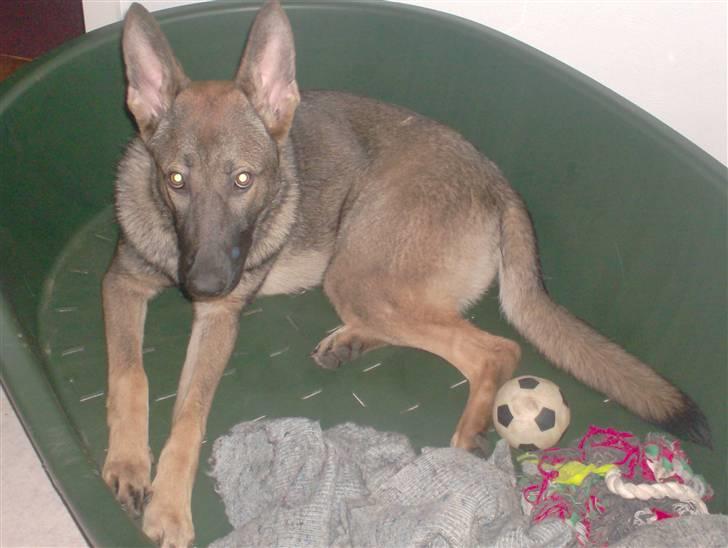 Schæferhund Shannon R.I.P billede 16