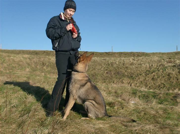 Schæferhund Shannon R.I.P - Se hvor pænt hun ka sidde. billede 17