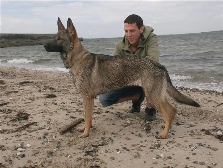 Schæferhund Shannon R.I.P - Shannon og Michael. billede 18