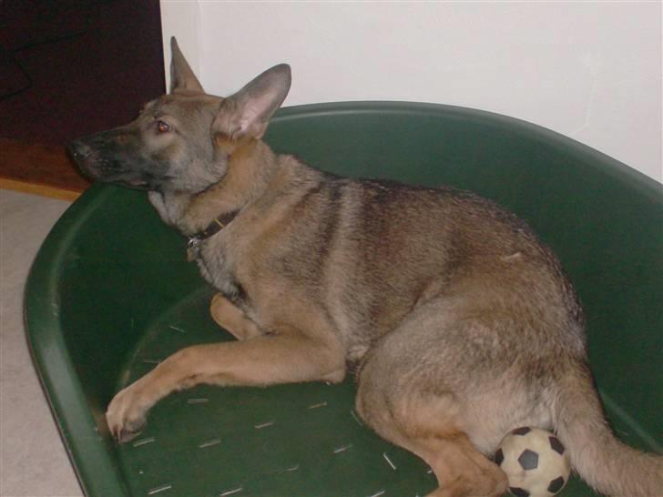 Schæferhund Shannon R.I.P billede 19