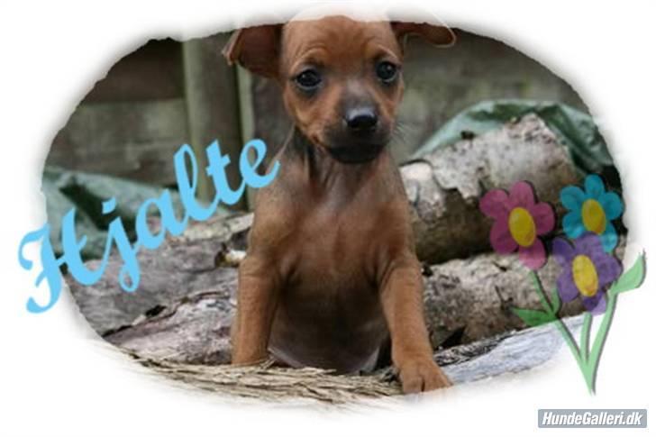 Dvaergpinscher Hjalte - Tak til Sofie D, for dette billede :) billede 12