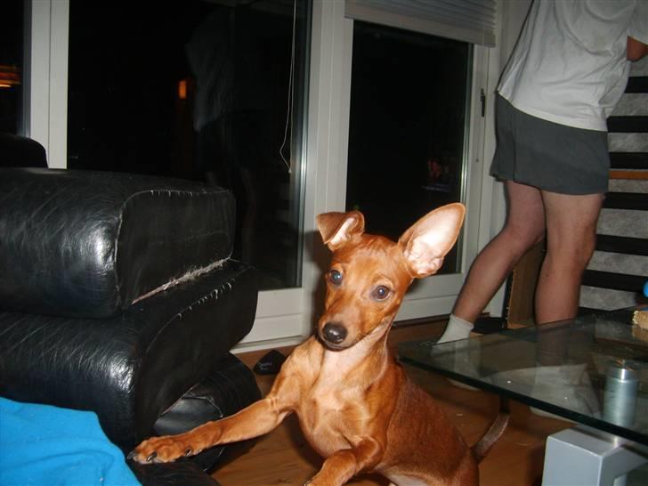 Dvaergpinscher Hjalte billede 13