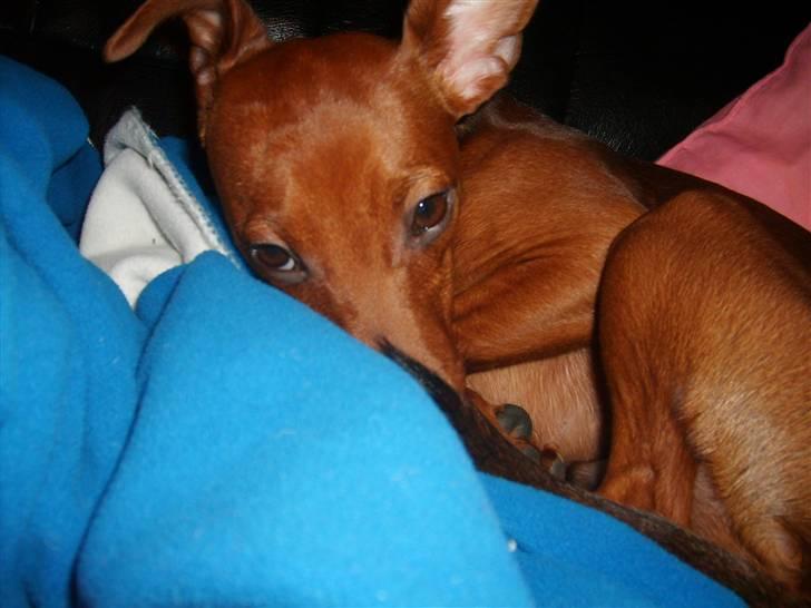 Dvaergpinscher Hjalte - Hjalte putter, efter han har hjulpet far med at lave sofaen :) billede 14