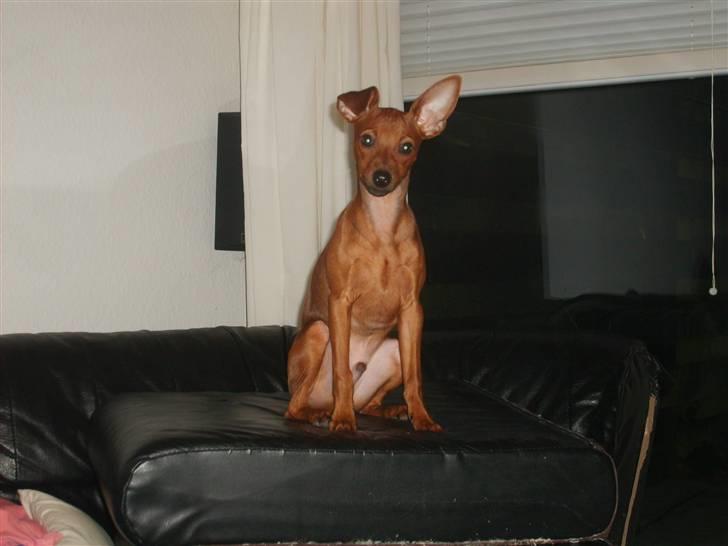 Dvaergpinscher Hjalte - Hjalte kigger på far laver sofa, men han har dog tid til at stille op til et billede billede 15