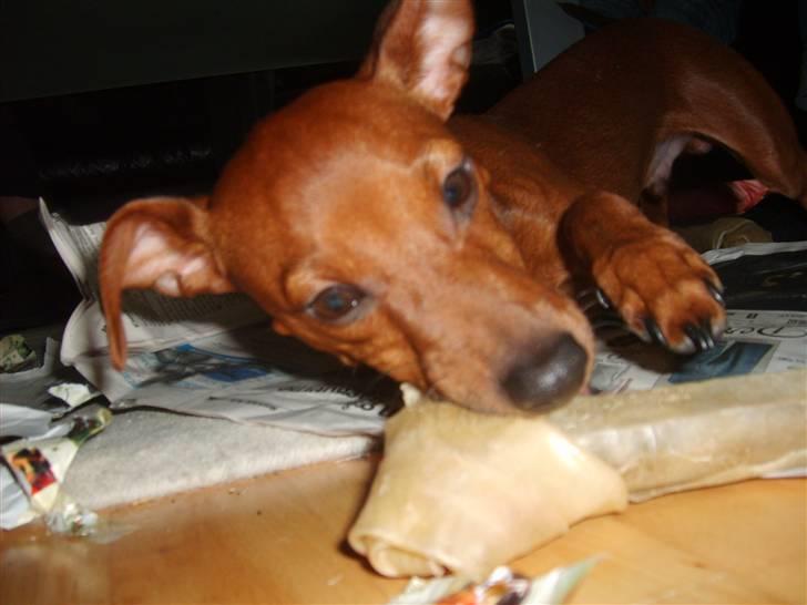 Dvaergpinscher Hjalte - Hjalte spiser sin julegave fra onkel Morten billede 16