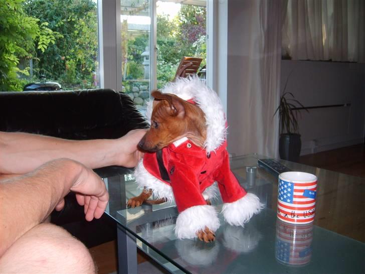 Dvaergpinscher Hjalte - Hjalte i sin alt for store juledragt, nu passer han den fin. billede 17