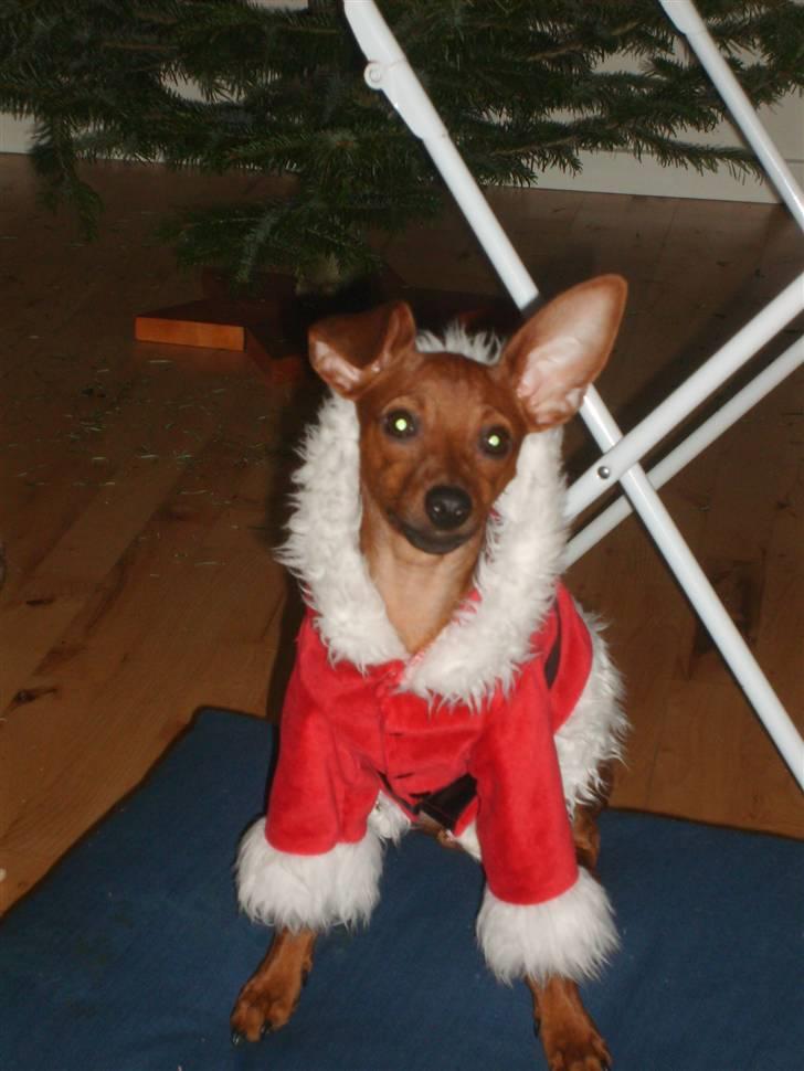 Dvaergpinscher Hjalte - Hjalte i julemands dragt, er han ikke fin billede 18