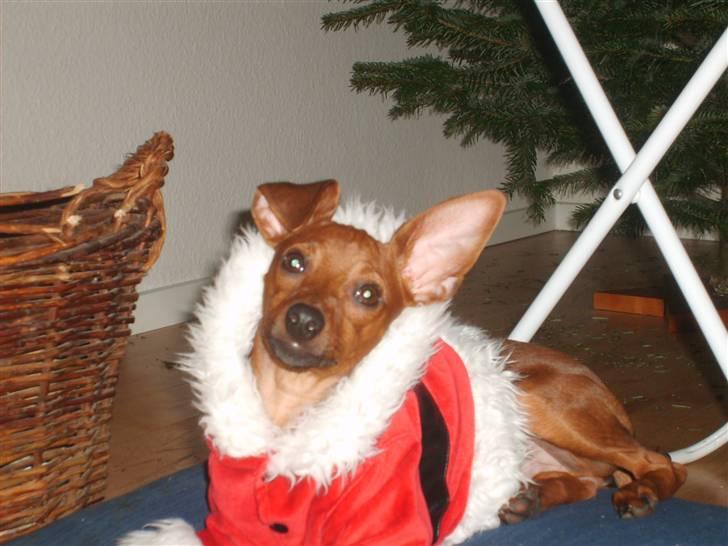 Dvaergpinscher Hjalte - Mor er jeg sød, var var var :) billede 19