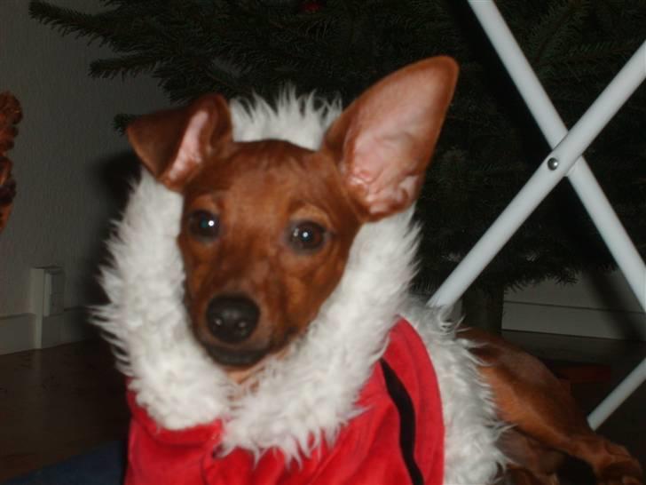 Dvaergpinscher Hjalte - Okay mor sidste billede i julemands dragten :) billede 20