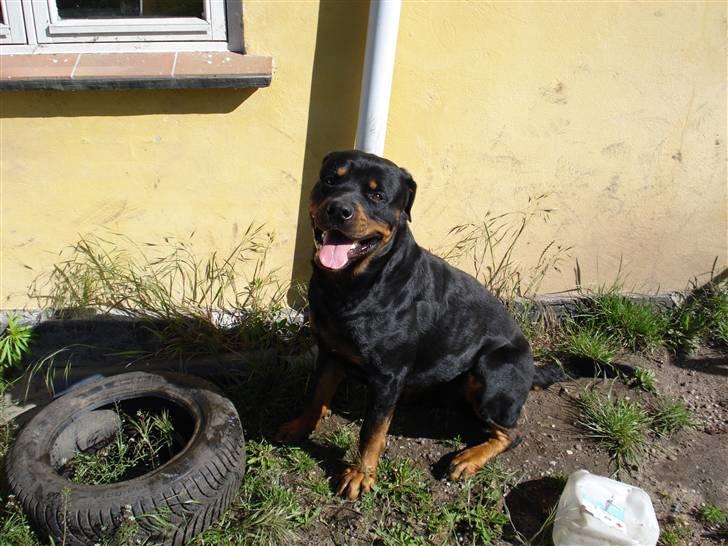 Rottweiler ANTON <3 R.I.P <3 billede 2